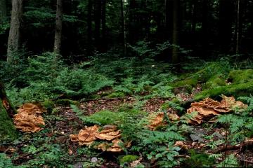 Přírodovědná vycházka za houbami jižní části přírodního parku Homolka-Vojířov