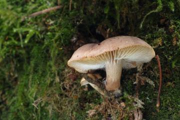 Miroslav Beran: Lupenaté houby rostoucí v našich lesích na dřevě smrku