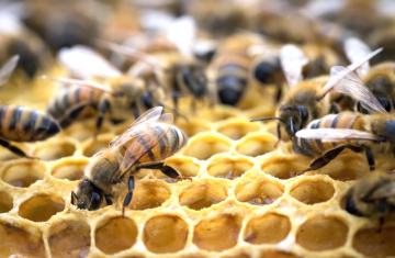 Letem včelím světem - 150 let organizovaného včelaření na Českobudějovicku