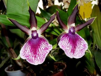 Výstava orchidejí, bromélií, sukulentů, jiných exotických rostlin a hmyzu