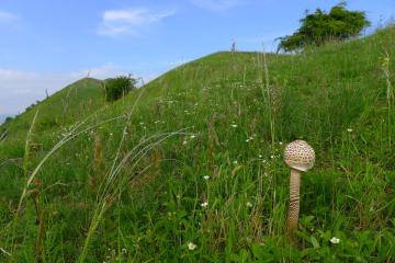 M. Kříž (ČVSM, Ústí nad Labem): Zajímavé houby Českého středohoří