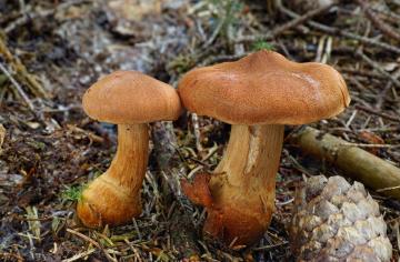 Zrušeno: Letní vycházka s mykologem za houbami do okolí Starých Hutí v Novohradských horách