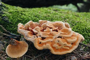 J. Souček: Lošákovité houby (Bankeraceae) I.