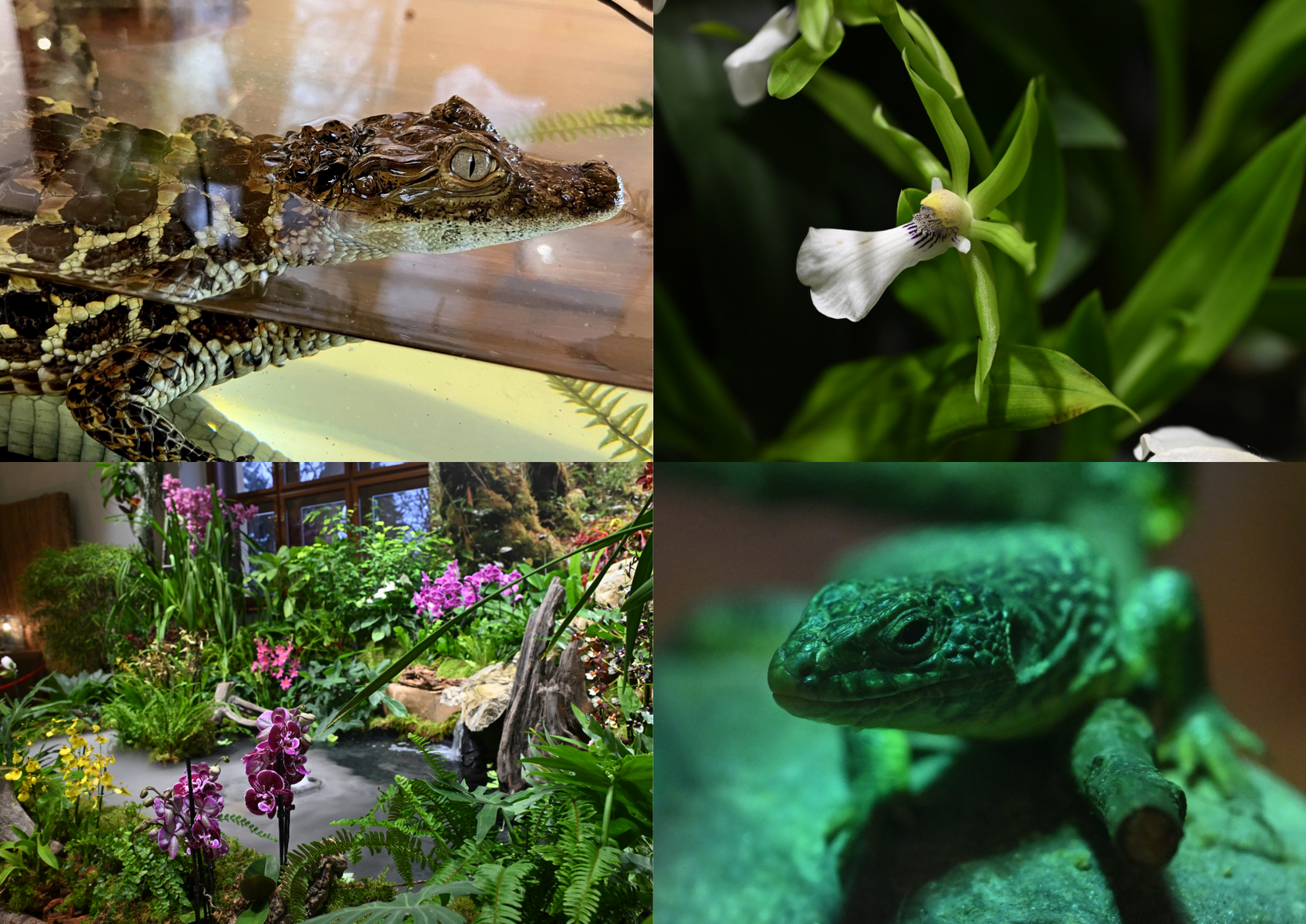 Ukázka fauny a flóry na výstavě orchidejí z minulých let. 