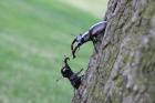 roháč obecný Lucanus cervus