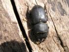 Dorcus parallelopipedus