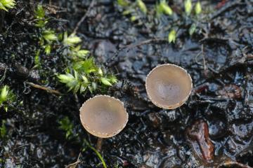 První jarní houby, jehnědky, zahajují sezónu 2015