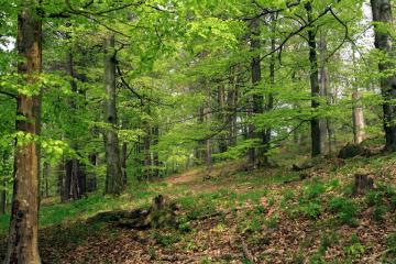 Přírodovědná vycházka za houbami vrchu Hrad na Vodňansku