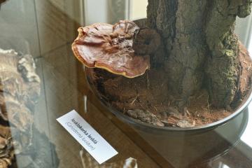 Mykologický klub přispěl k výstavě Život v krajině staletých dubů