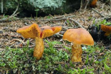 Letní vycházka s mykologem za houbami do okolí Pohoří na Šumavě