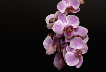 Tradiční výstava orchidejí, bromélií, sukulentů, jiných exotických rostlin a hmyzu
