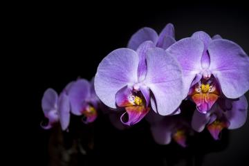 Tradiční výstava orchidejí letos zrušena. Připomeňte si předchozí ročníky oblíbené výstavy.