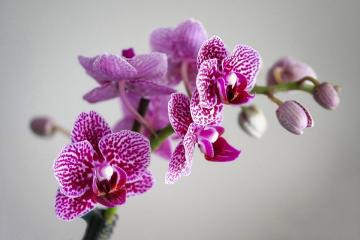 Svět orchidejí a sukulentů 2022