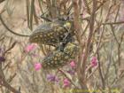 Julodis-chrysesthes v Kebili