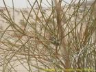 Okoli-Nefty-Julodis-aristidis