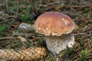 foto: J. Souček, smrčina