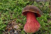 foto: J. Souček, smíšený les s převahou smrku