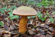 foto: J. Souček, bučina na vápenci, snímek nepochází z jižních Čech