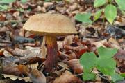foto: J. Souček, bučina na vápenci, snímek nepochází z jižních Čech