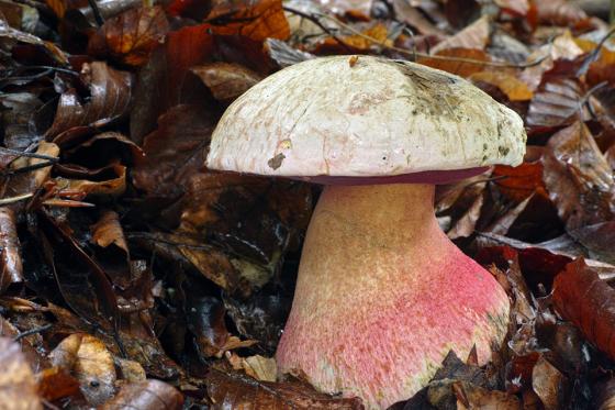 foto: J. Souček, bučina na vápenci, snímek nepochází z jižních Čech