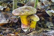 foto: J. Souček, světlý okraj smíšeného lesa s lipami
