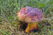 foto: J. Souček, park, lípy a jiné listnáče