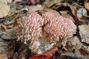 kuřátka jarmuzová (Ramaria botrytis), foto: J. Souček