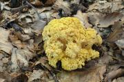 kuřátka žlutá (Ramaria flava), foto: J. Souček