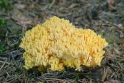 kuřátka nažloutlá (Ramaria lutea), foto: J. Souček