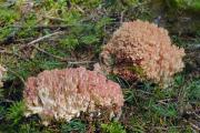 kuřátka načervenalá (Ramaria rubripermanens), foto: J. Souček