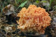 kuřátka lososová (Ramaria subbotrytis), foto: J. Souček