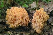 kuřátka lososová (Ramaria subbotrytis), foto: J. Souček