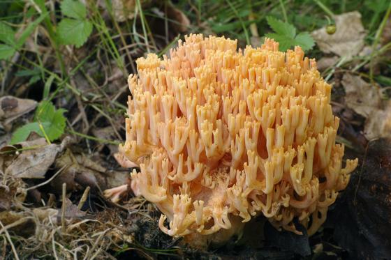 kuřátka lososová (Ramaria subbotrytis), foto: J. Souček